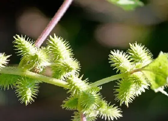 种植前景|苍耳子亩产量多少斤