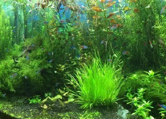 种植前景|鱼缸种植水草教程详细 鱼缸里的水草怎么养殖造景