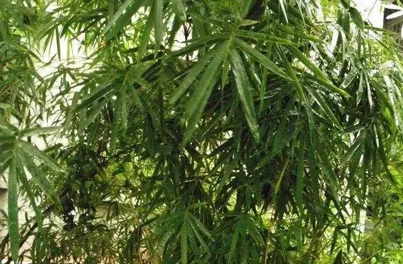 竹米怎么吃？有什么禁忌