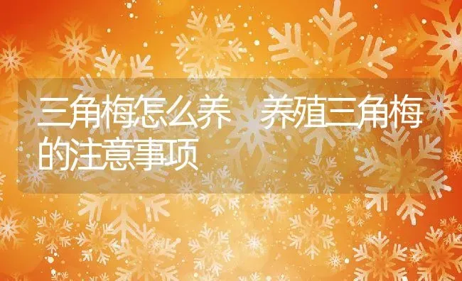 三角梅怎么养 养殖三角梅的注意事项 | 养殖资料投稿