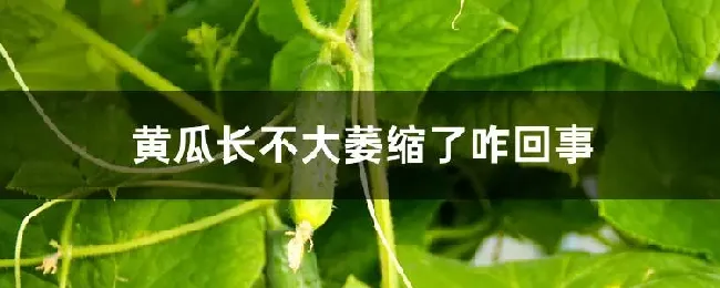 黄瓜长不大萎缩了咋回事