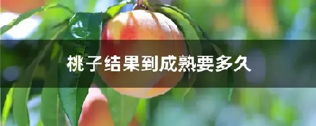 桃子结果到成熟要多久