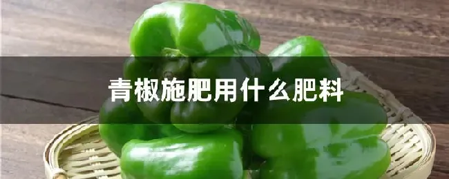 青椒施肥用什么肥料