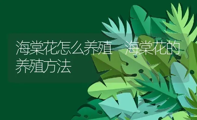 海棠花怎么养殖 海棠花的养殖方法 | 养殖资料投稿