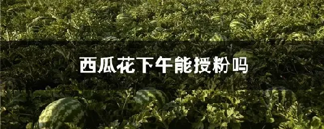 西瓜花下午能授粉吗