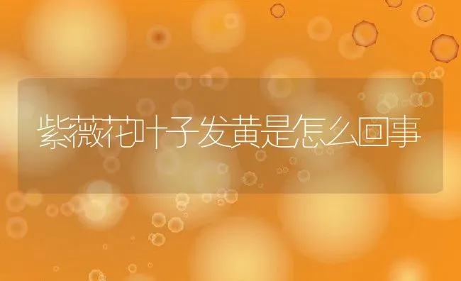 紫薇花叶子发黄是怎么回事 | 养殖资料投稿