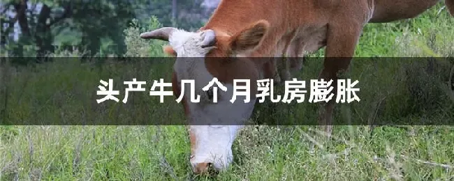 头产牛几个月乳房膨胀