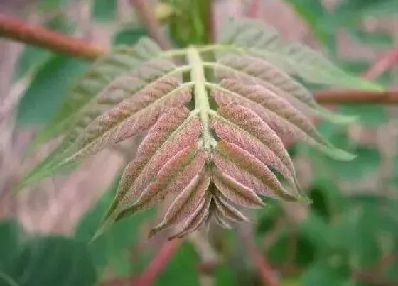 种植前景|种植香春赚钱吗 种植效益分析