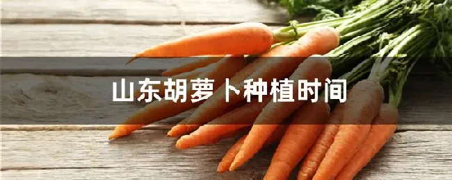 山东胡萝卜种植时间
