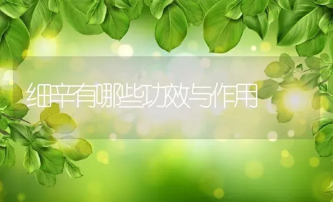 细辛有哪些功效与作用 | 养殖资料投稿