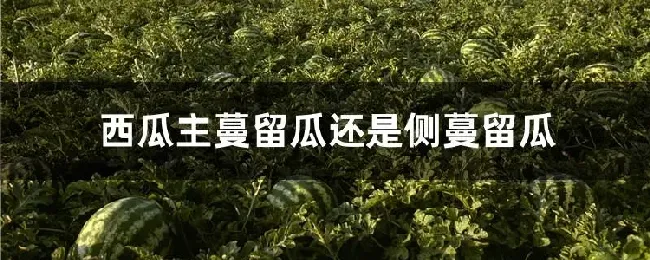 西瓜主蔓留瓜还是侧蔓留瓜