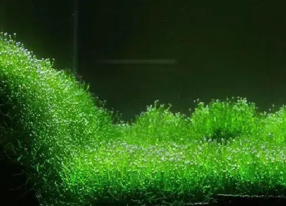 种植前景|鱼缸种植水草教程详细 鱼缸里的水草怎么养殖造景