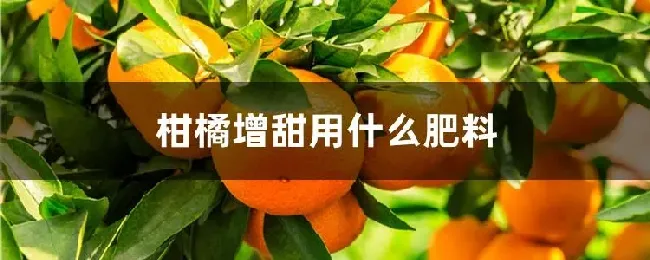 柑橘增甜用什么肥料