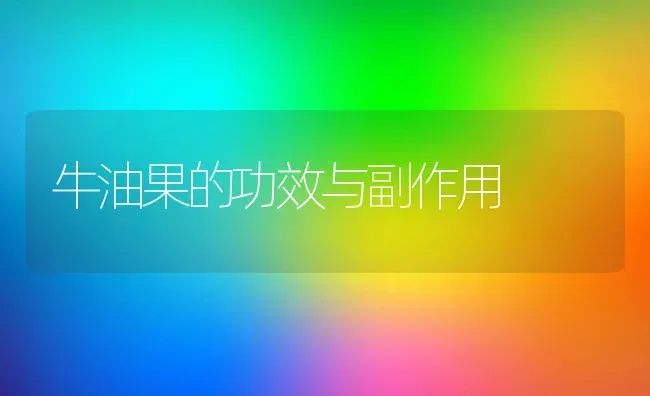 牛油果的功效与副作用 | 养殖资料投稿