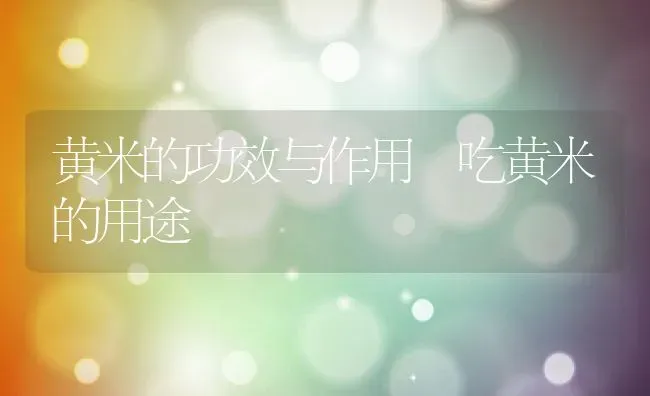 黄米的功效与作用 吃黄米的用途 | 养殖资讯