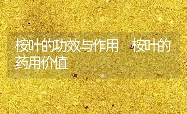 桉叶的功效与作用 桉叶的药用价值 | 养殖资料投稿