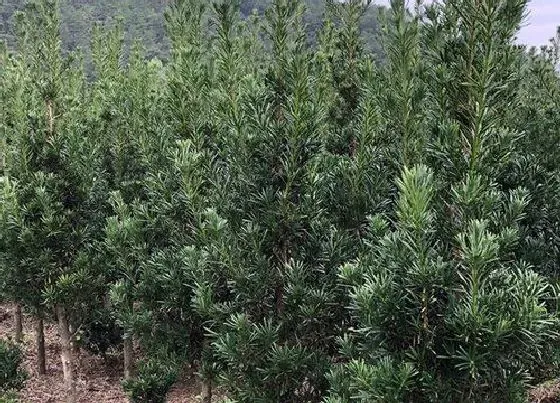 种植前景|种植罗汉松赚钱吗 种植的前景与收益