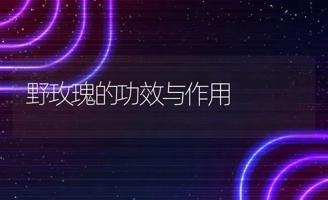 野玫瑰的功效与作用 | 养殖资料投稿