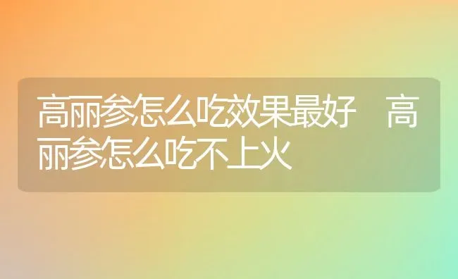 高丽参怎么吃效果最好 高丽参怎么吃不上火 | 养殖资料投稿