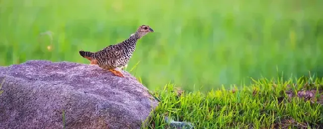 鹧鸪为什么要打沙