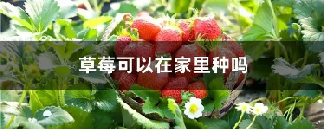 草莓可以在家里种吗