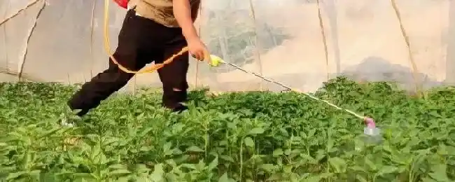 多效唑兑水比例油菜打几次多效唑