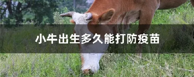 小牛出生多久能打防疫苗