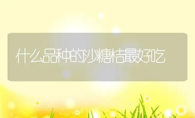 什么品种的沙糖桔最好吃 | 养殖资讯
