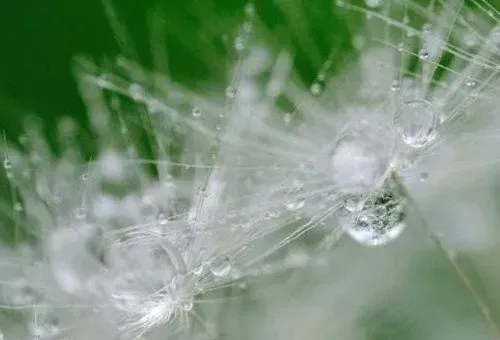 蒲公英治雀斑有效吗 蒲公英治雀斑的方法