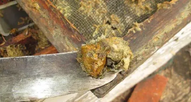 男人长期吃蜂胶有什么副作用？