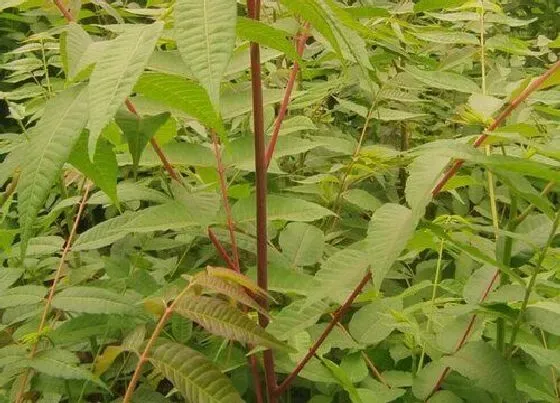 种植前景|种植香春赚钱吗 种植效益分析