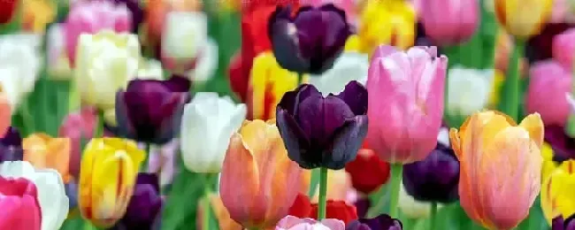 给花怎么施肥
