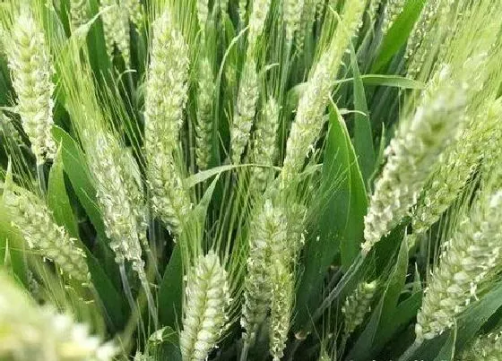 农作物|春小麦主要分布在哪里 我国春小麦分布在什么地区