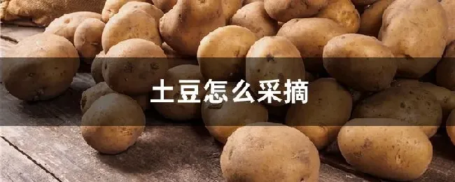 土豆怎么采摘