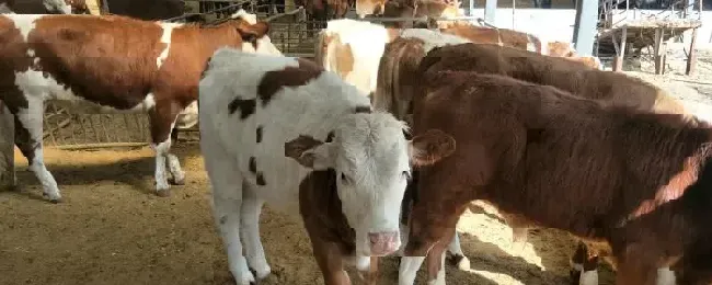什么样的牛有牛黄牛黄是怎么形成的