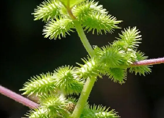 种植前景|苍耳子亩产量多少斤