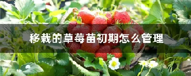 移栽的草莓苗初期怎么管理