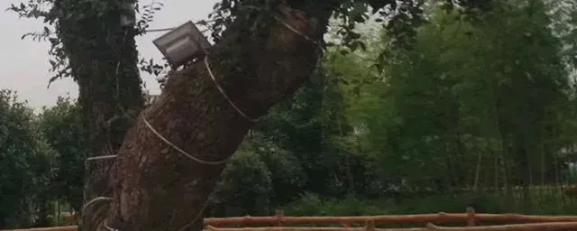 枇杷树什么时候修剪