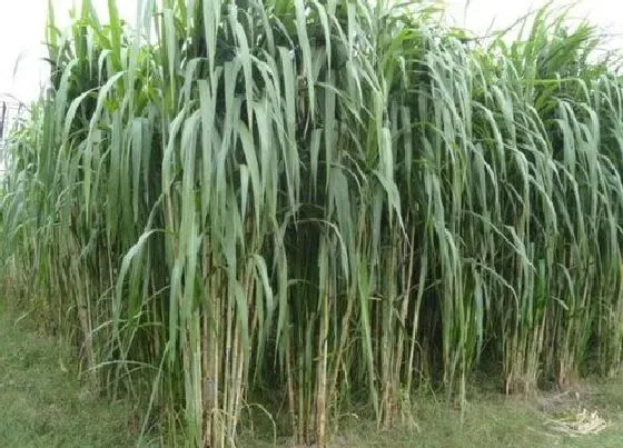 种植前景|皇竹草北方可以种吗