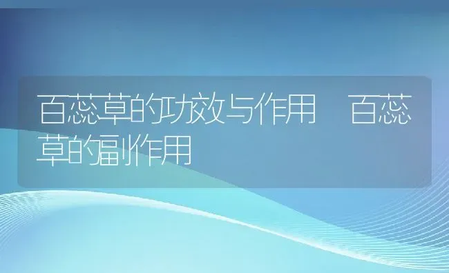 百蕊草的功效与作用 百蕊草的副作用 | 养殖资料投稿