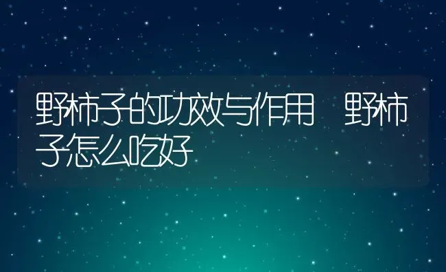 野柿子的功效与作用 野柿子怎么吃好 | 养殖资料投稿