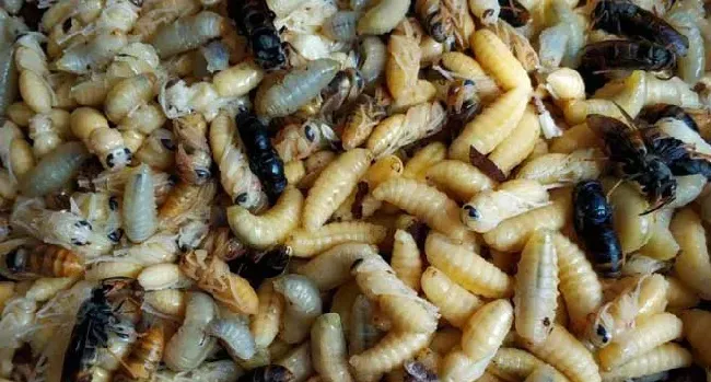 蜂蛹不适合什么人吃？一般人均可食用，但这4类人群不建议吃！