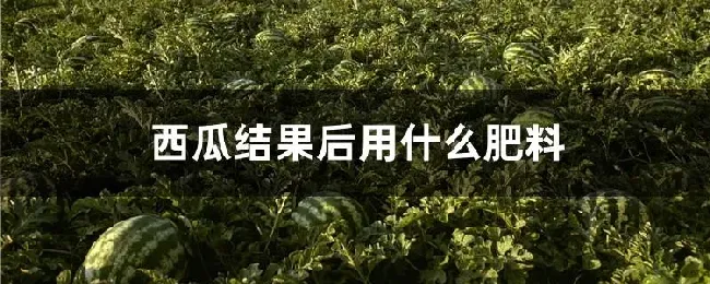 西瓜结果后用什么肥料