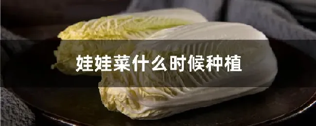 娃娃菜什么时候种植