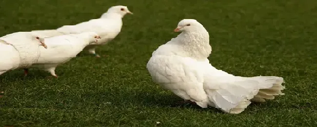 鸽子走路不稳什么病