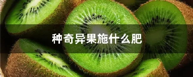种奇异果施什么肥