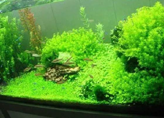 种植前景|鱼缸种植水草教程详细 鱼缸里的水草怎么养殖造景