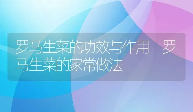 罗马生菜的功效与作用 罗马生菜的家常做法 | 养殖资料投稿