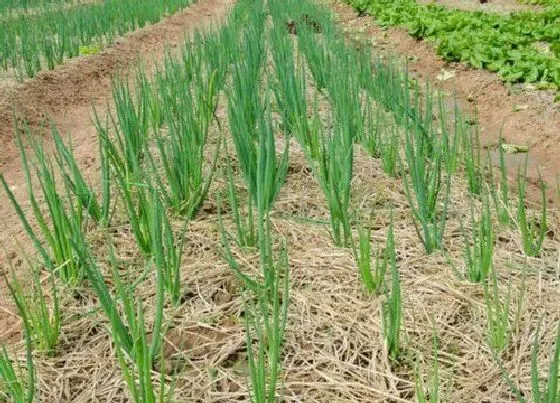 农作物|三月适合种什么农作物 3月份可以种植的农作物有哪些