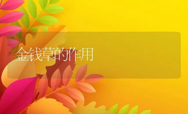 金钱草的作用 | 养殖资料投稿